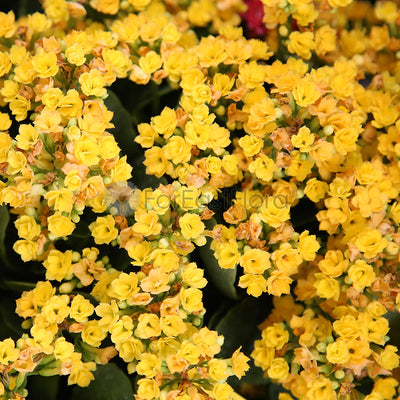 Kalanchoe Yellow