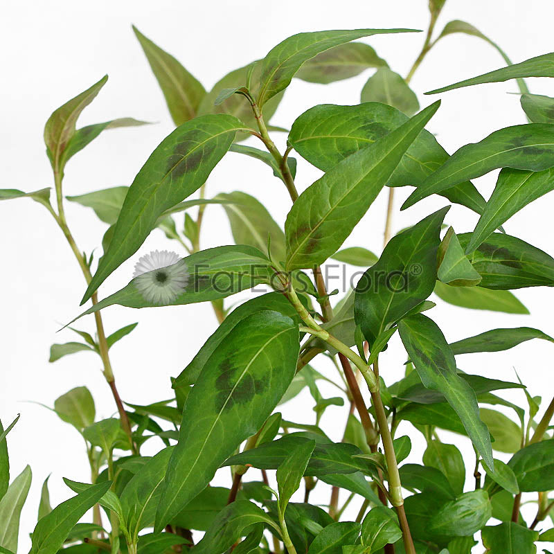 Laksa Leaf Closeup