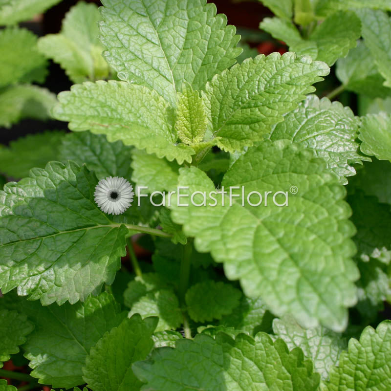 Lemon Balm closeup