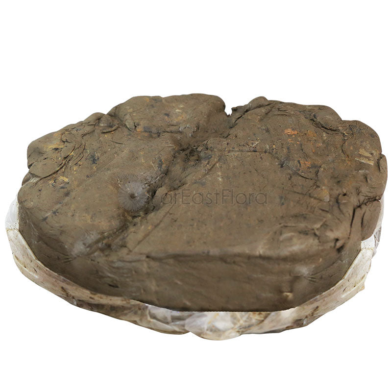 Lily Clay Soil (2.5Kg)