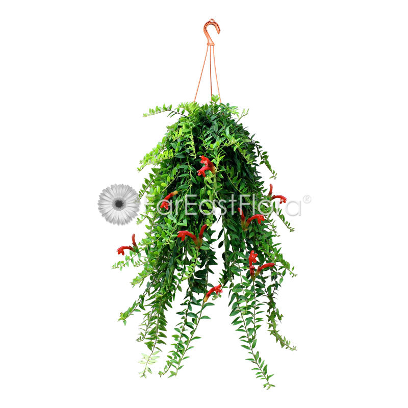 Aeschynanthus Lipstick 'Small Leaf' Hanging (P15c)