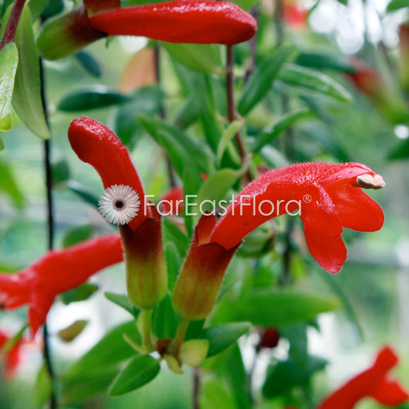 Lipstick ‘Small Leaf’ Hanging