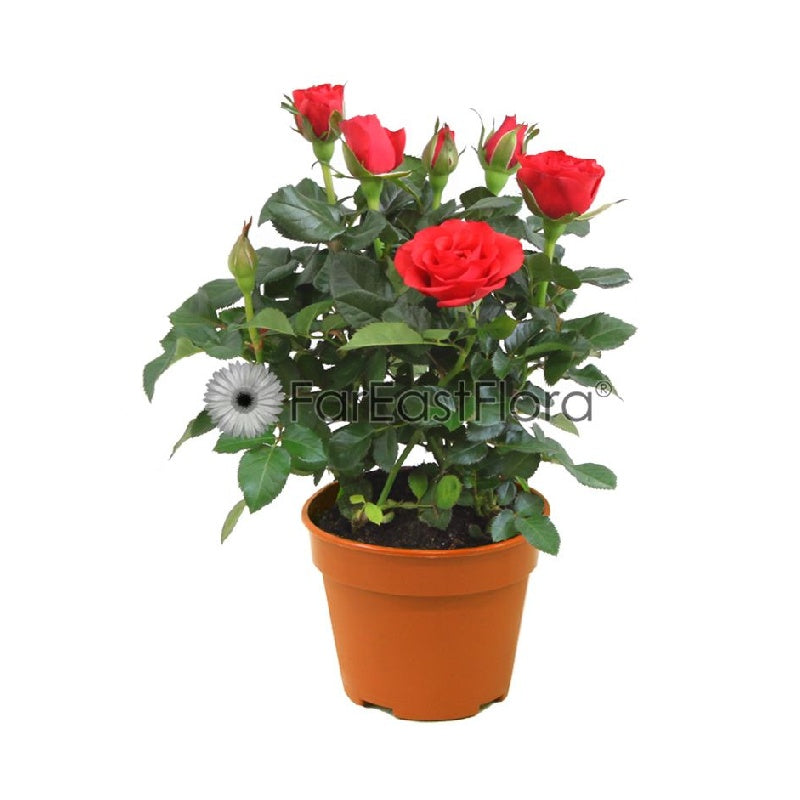 Mini Rose (P10.5c)