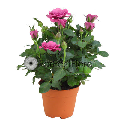 Mini Rose Pink (P10.5c)