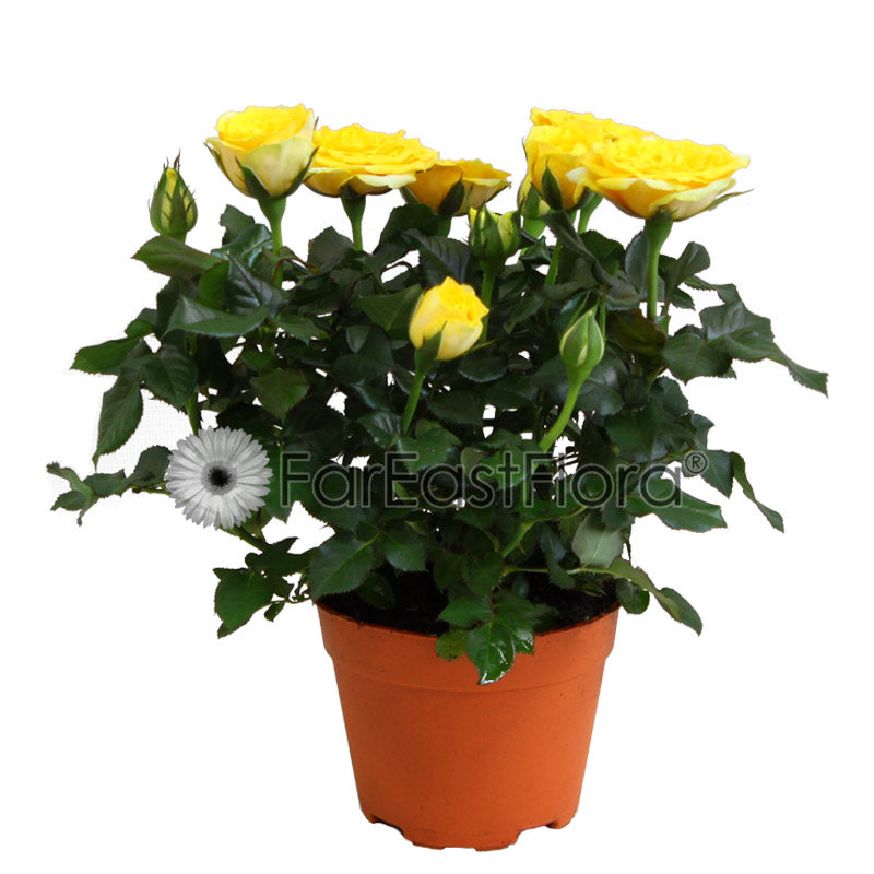 Mini Rose Yellow (P10.5c)