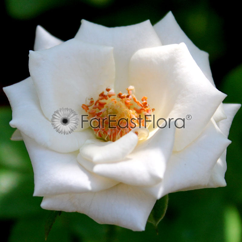 Mini Rose - White