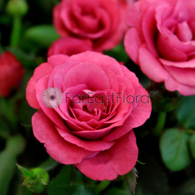 Mini Rose - Pink