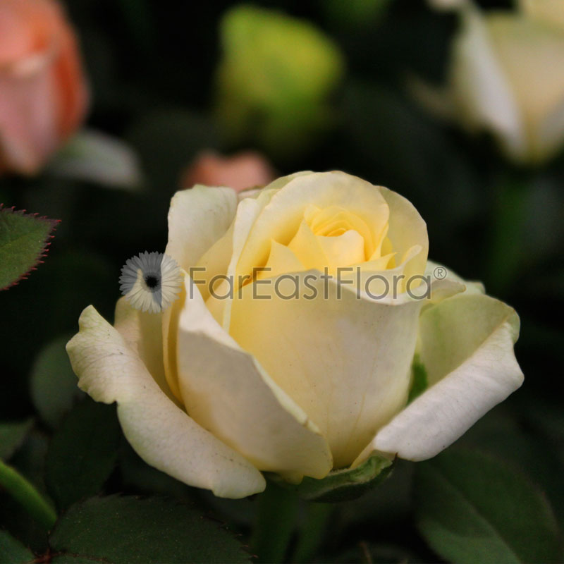Mini Rose - White