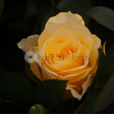 Mini Rose - Yellow