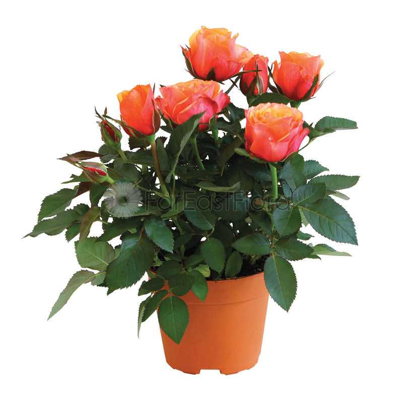 MINI ROSES ASSORTED P10.5C (YG)