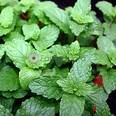 Mint closeup