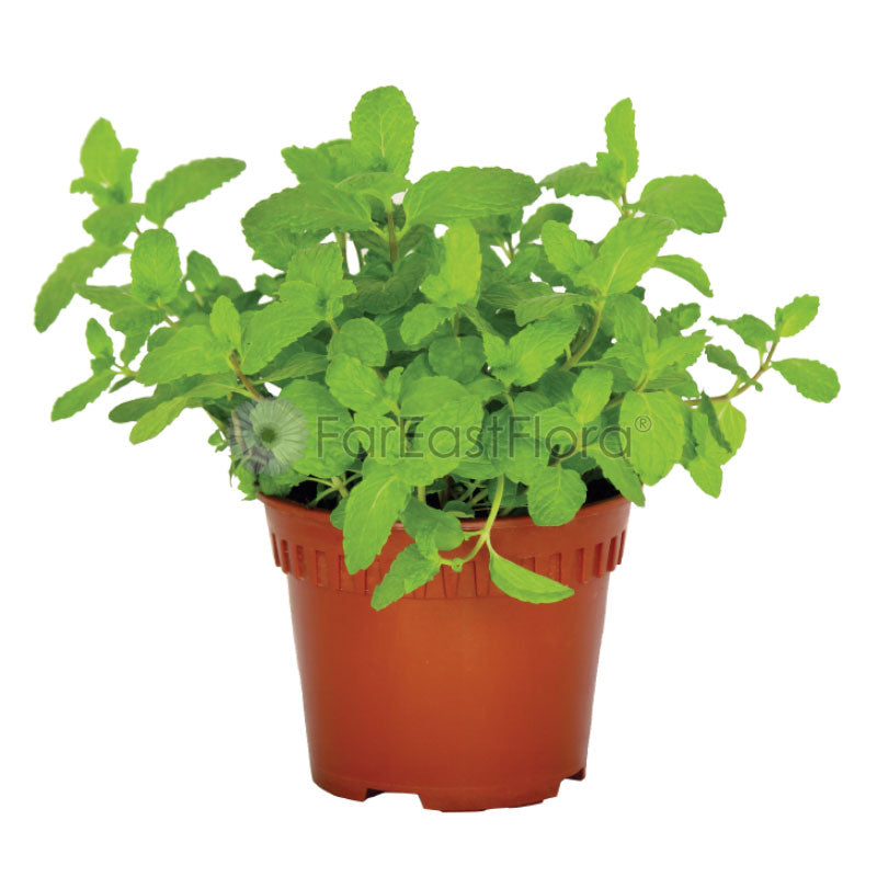 Mint (P15c)
