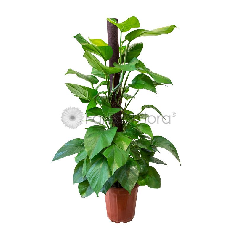 Money Plant In Plantplus Pot
