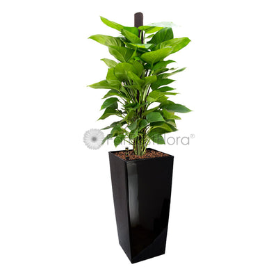 Money Plant In Plantplus Pot