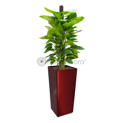Money Plant In Plantplus Pot