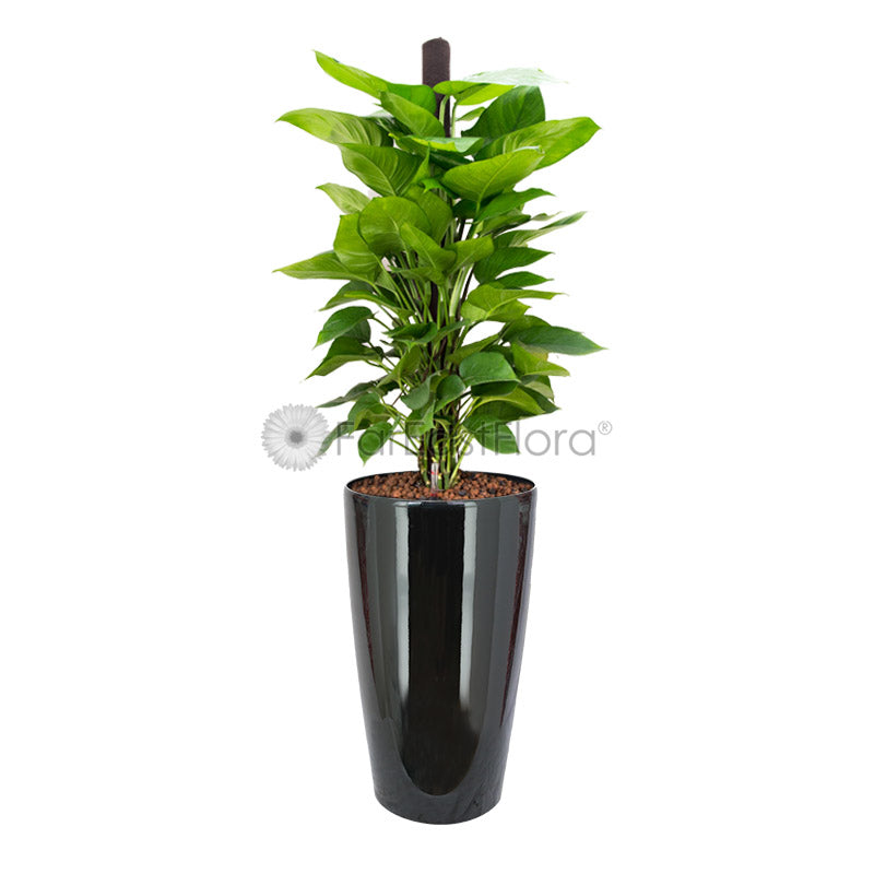 Money Plant In Plantplus Pot