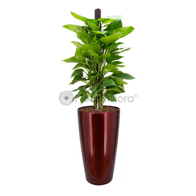 Money Plant In Plantplus Pot