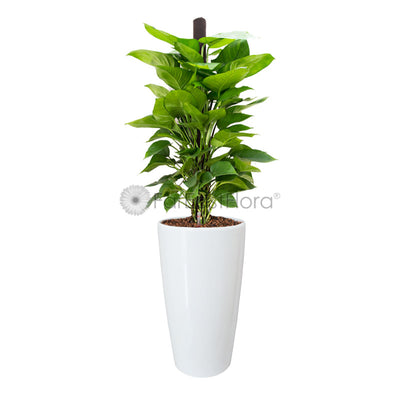 Money Plant In Plantplus Pot