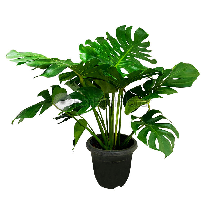 Monstera Deliciosa In Plantplus Pot