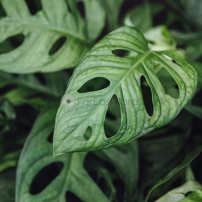 Monstera Adansonii (P12c) closeup