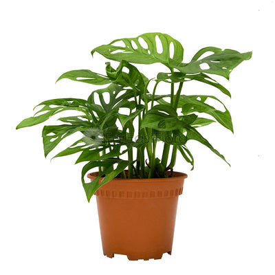 Monstera Adansonii (P12c)