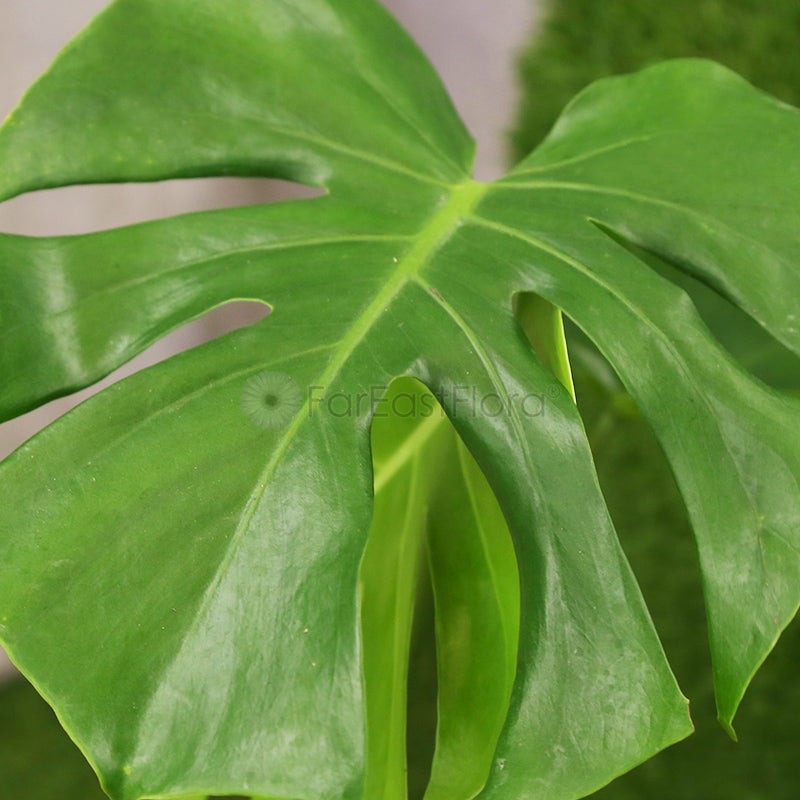 Monstera Deliciosa