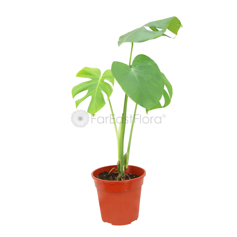 Monstera Deliciosa (P17c)