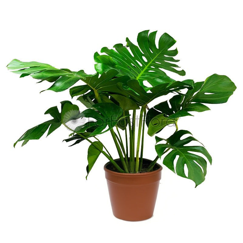 MONSTERA DELICIOSA P31C