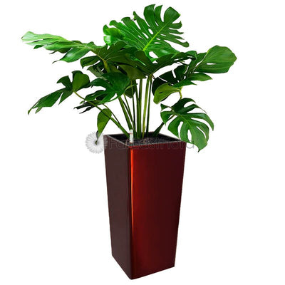 Monstera Deliciosa in GQ4 pot wine red