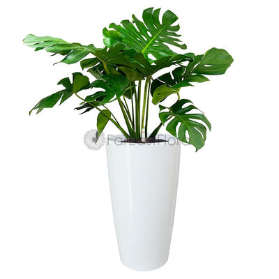 Monstera Deliciosa in HG-3301 pot white
