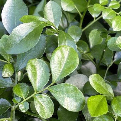 Murraya (P11c) closeup