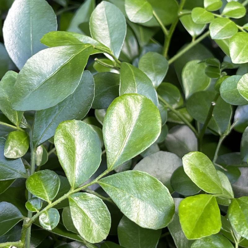 Murraya (P11c) closeup