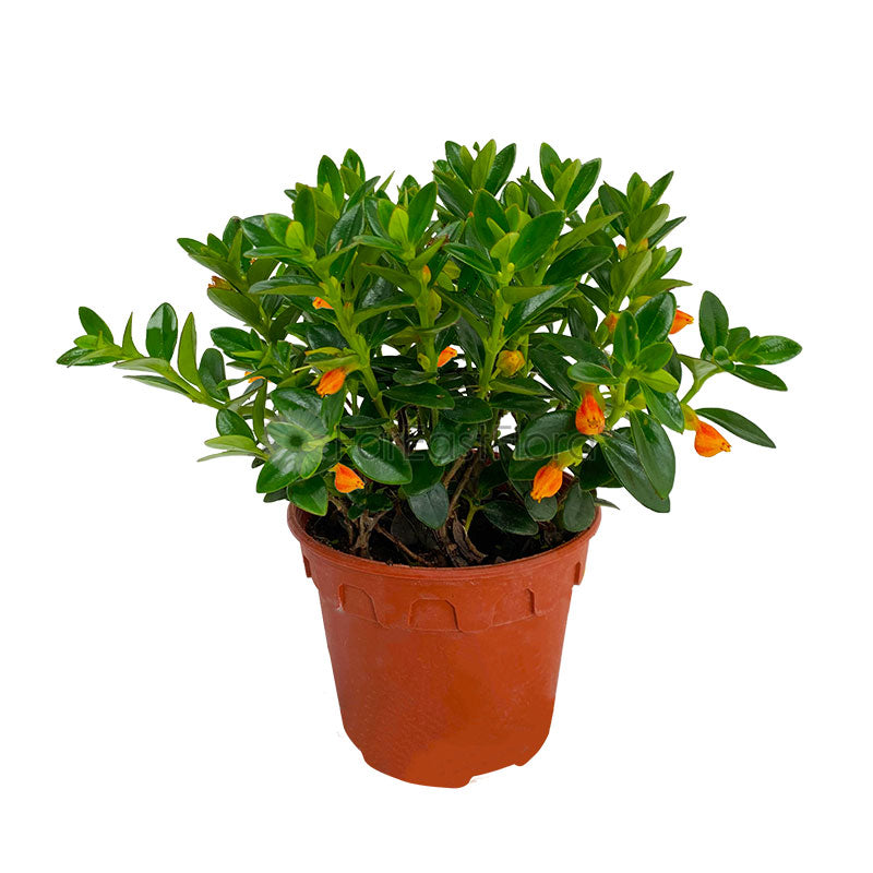 NEMATANTHUS ORANGE P12C (JH/SH)