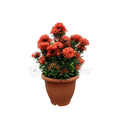 Ixora Assorted (P26c)