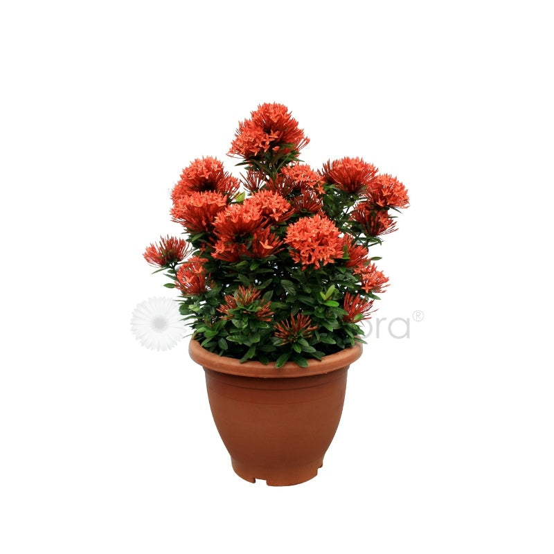 Ixora Assorted (P26c)