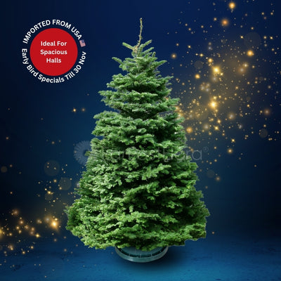 Christmas Tree - USA Noble Fir (9 - 10 ft) with Tree Stand
