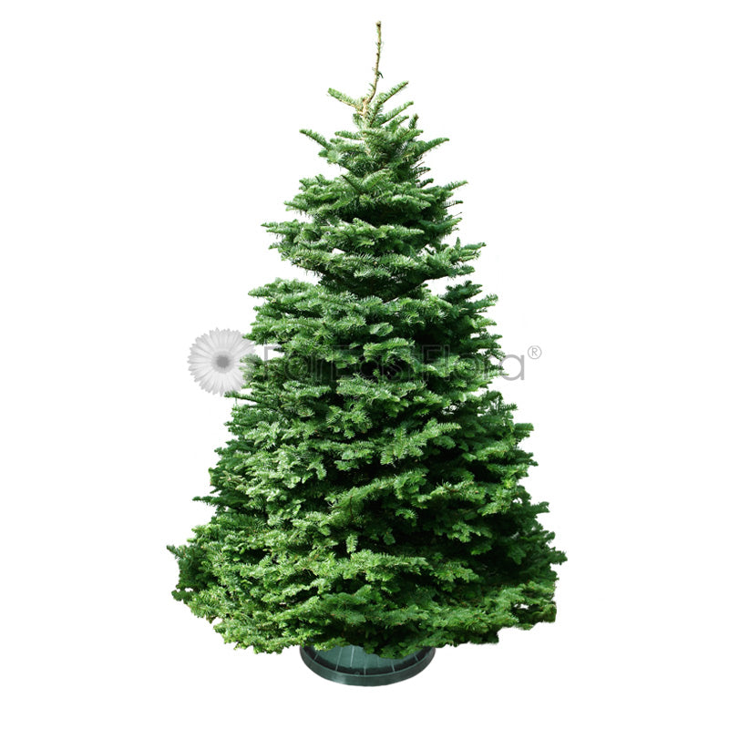 Christmas Tree - USA Noble Fir (9 - 10 ft) with Tree Stand