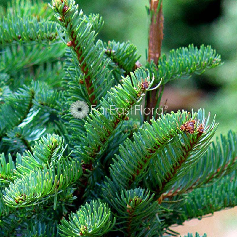 Christmas Tree - USA Noble Fir