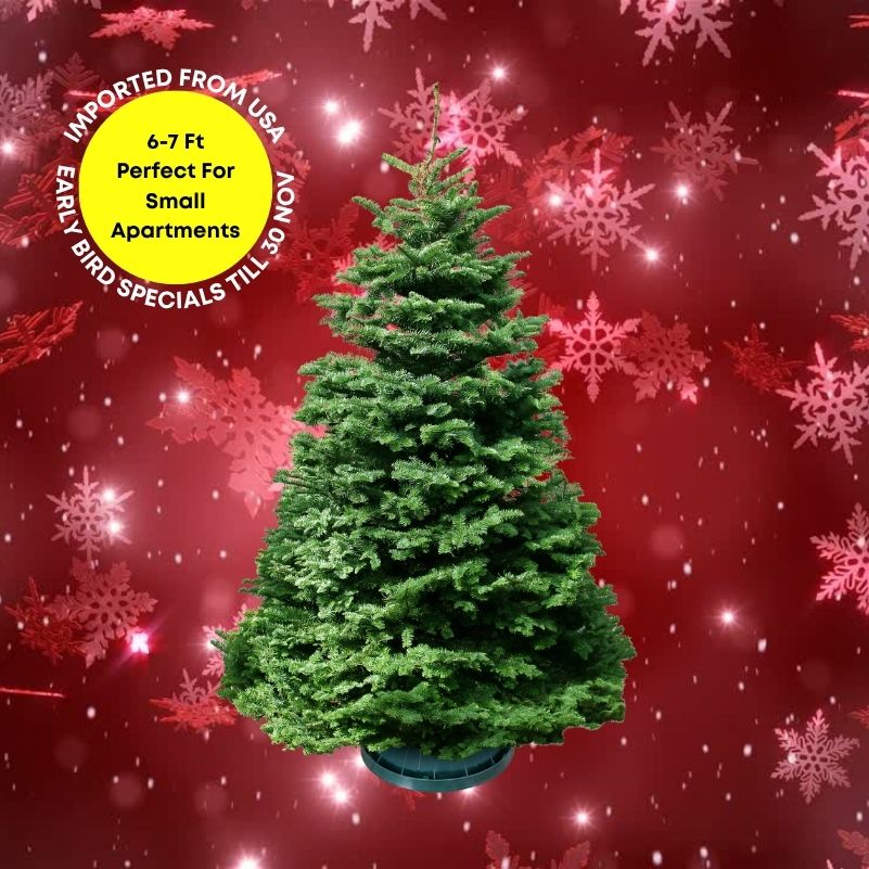Christmas Tree - USA Noble Fir (6 - 7 ft) with Tree Stand