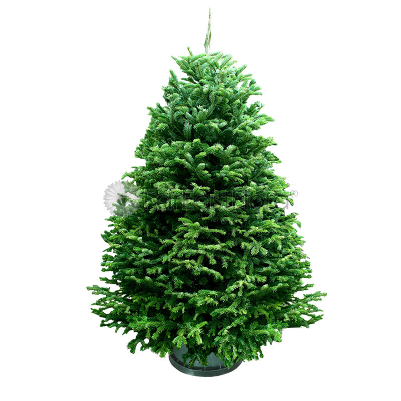 Christmas Tree - USA Nordmann Fir (9 - 10 ft) with Tree Stand