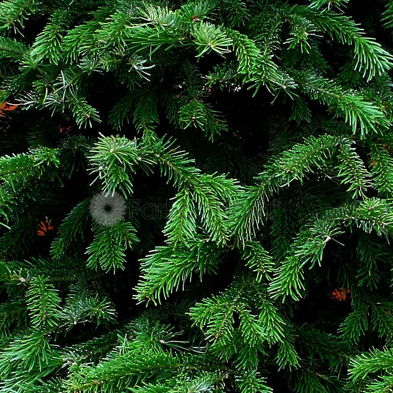 Christmas Tree - USA Nordmann Fir (5 - 6 ft) with Tree Stand