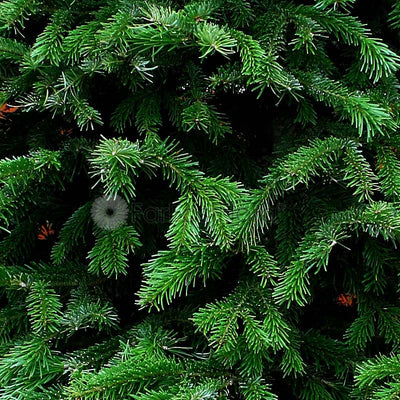 Christmas Tree - USA Nordmann Fir (7 - 8 ft) with Tree Stand
