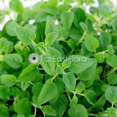 Oregano