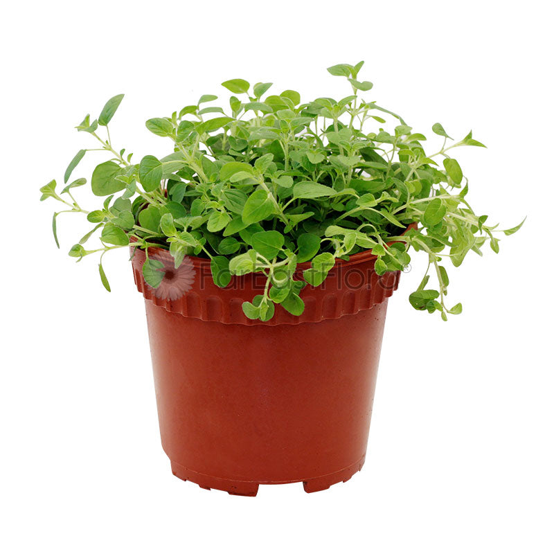 Oregano (P15c)