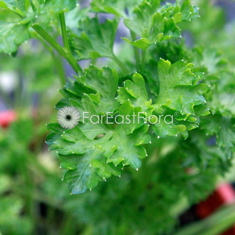 Parsley