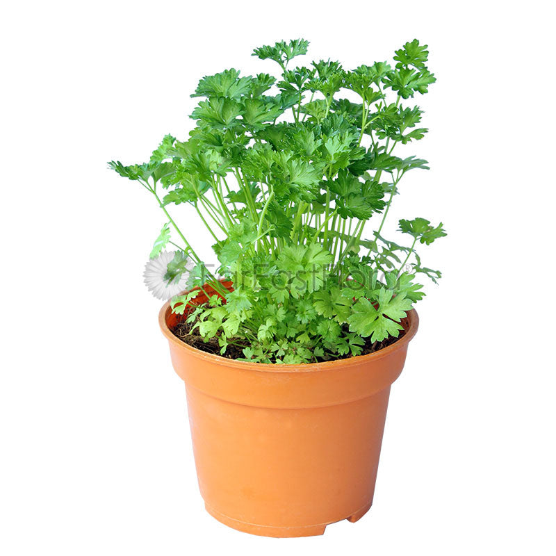 Parsley (P15c)