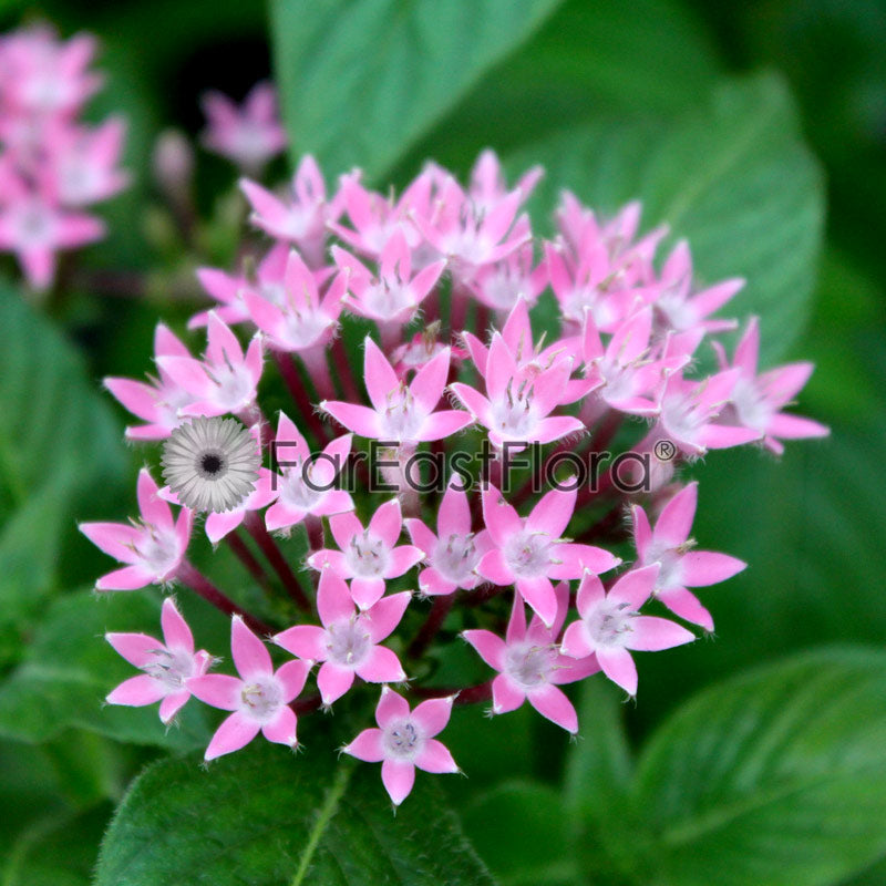 Pentas - Pink