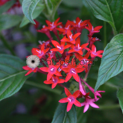 Pentas - Red