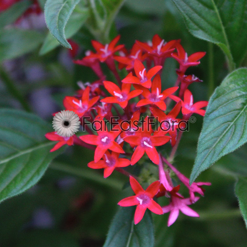 Pentas - Red
