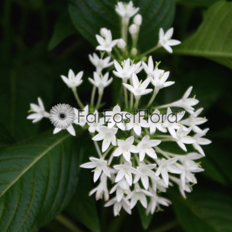 Pentas - White